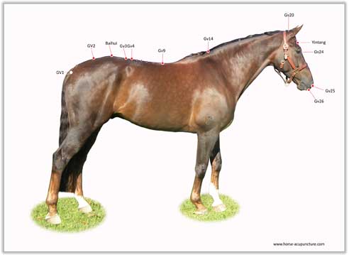Equine Acupuncture Chart