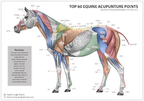 Equine Acupressure Meridian Chart