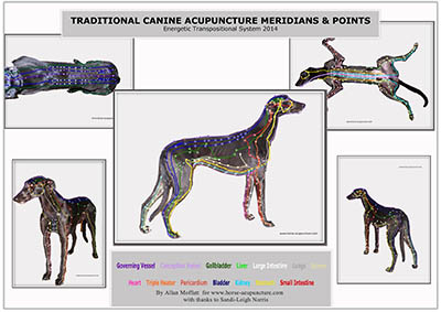 Canine Acupuncture Meridian Chart
