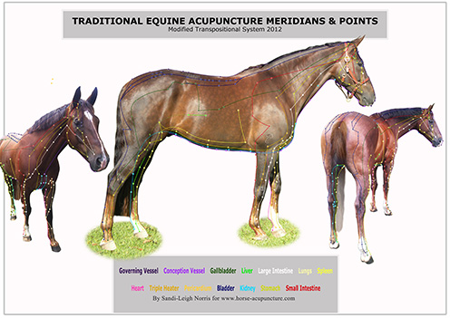 horse meridian chart