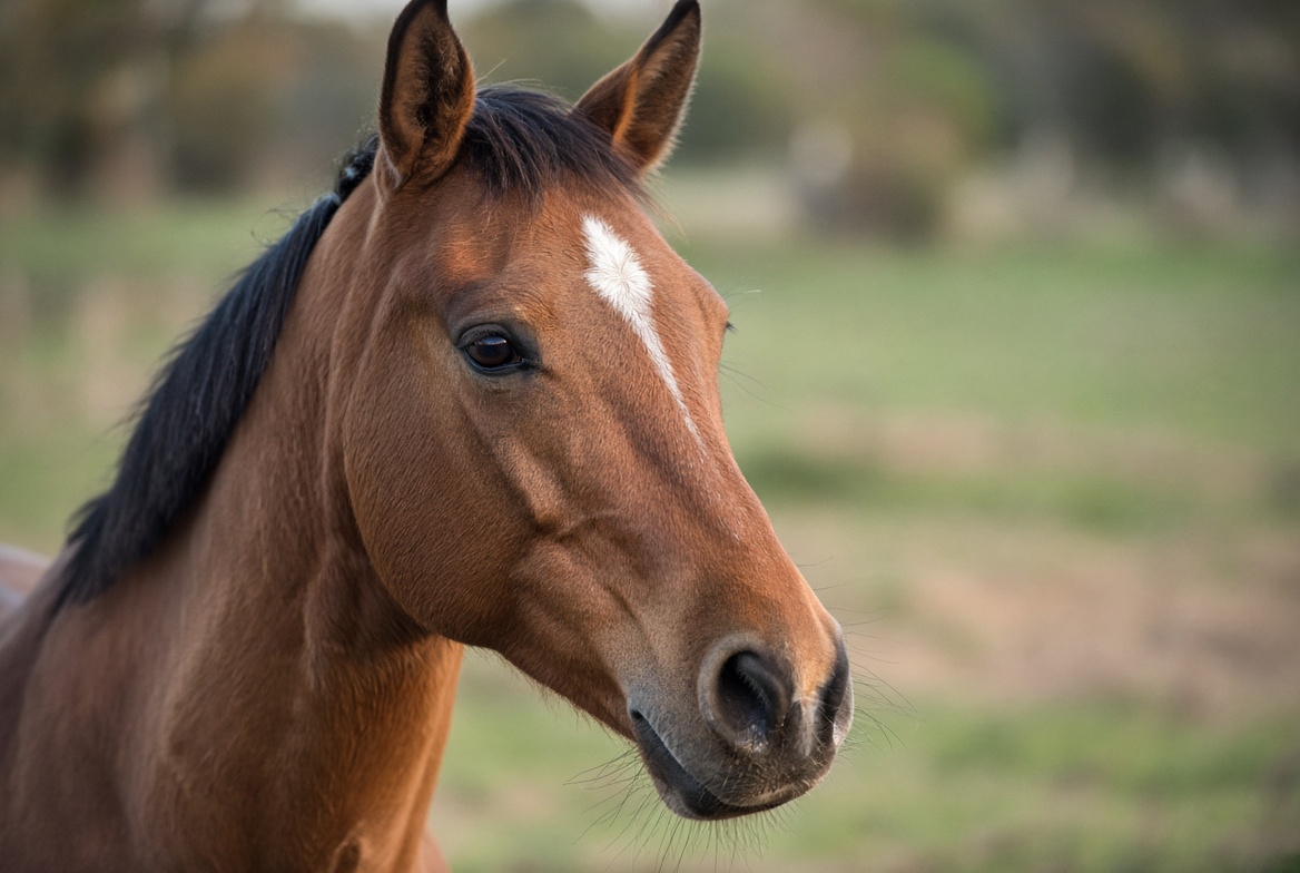 Calm horse — equine acupuncture courses