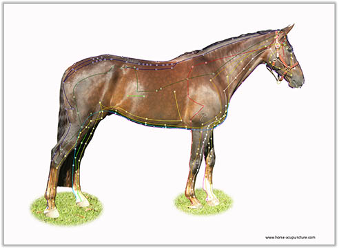 equine meridians complete chart